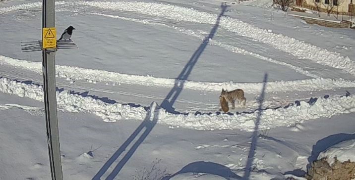 Koy Kameralari Doganin Gercegini Yakaladi Vasak Tavsani Boyle Avladi (2)