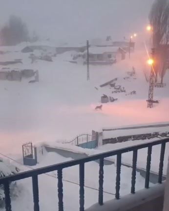 Kurt Dehseti Ac Kalan Kurtlar Koye Indi Kopekleri Telef Etti Kurtlarin Koye Indigi Anl (1)-1