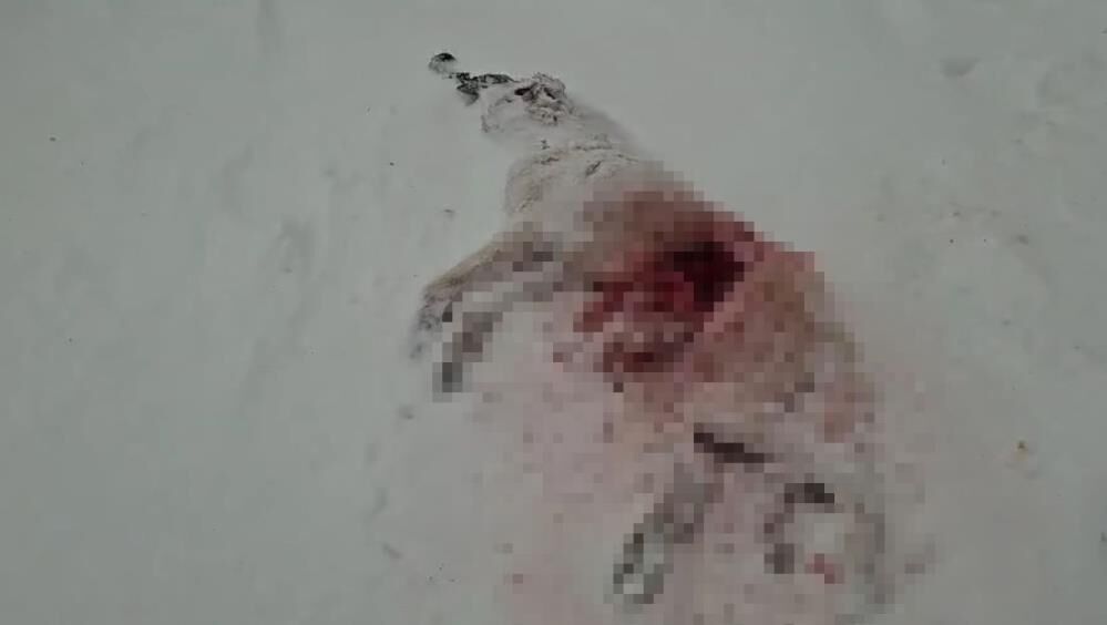 Kurt Dehseti Ac Kalan Kurtlar Koye Indi Kopekleri Telef Etti Kurtlarin Koye Indigi Anl (2)