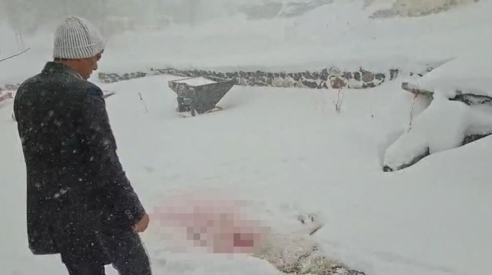 Kurt Dehseti Ac Kalan Kurtlar Koye Indi Kopekleri Telef Etti Kurtlarin Koye Indigi Anl (3)