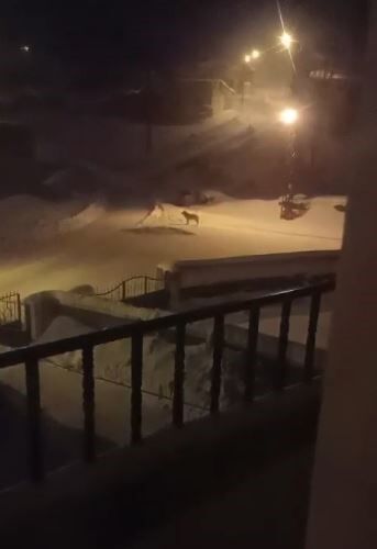 Kurt Dehseti Ac Kalan Kurtlar Koye Indi Kopekleri Telef Etti Kurtlarin Koye Indigi Anl (5)