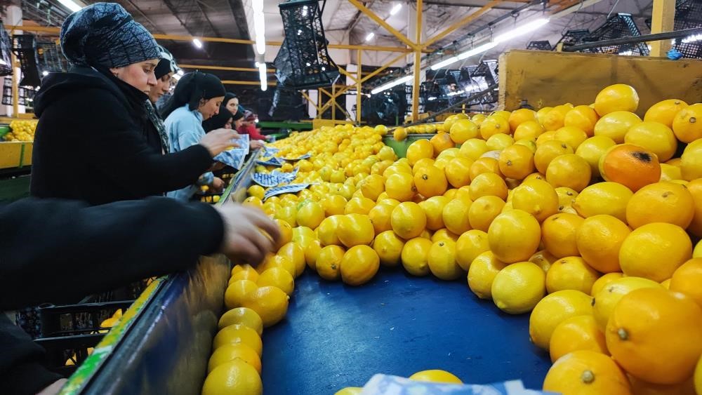 Limonu Portakali Unutun Iste Bagisikligi Celik Gibi Yapan O Sebzeler (5)