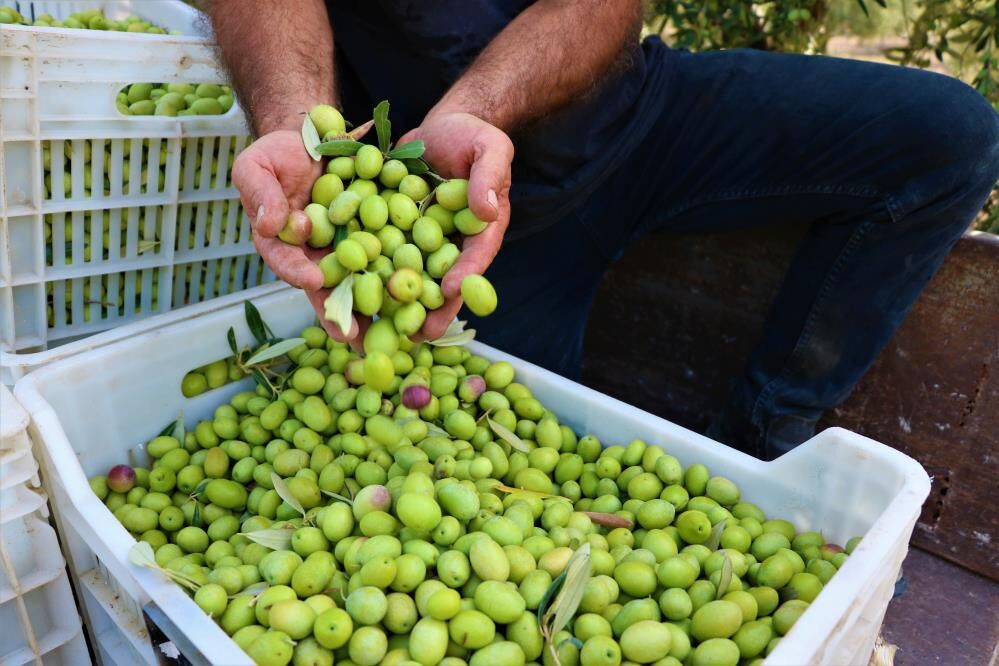 Manisa Cografi Isarette Zirveye Oynuyor 32 Urunle Turkiyede 16Nci Sirada (3)