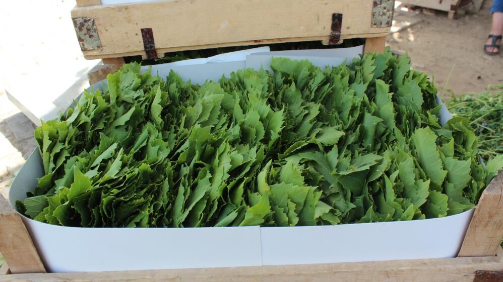 Manisa Cografi Isarette Zirveye Oynuyor 32 Urunle Turkiyede 16Nci Sirada (5)