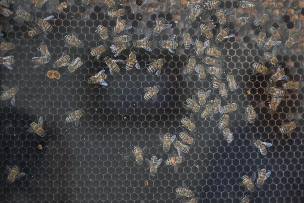 Manisa Kirsal Destek (1)