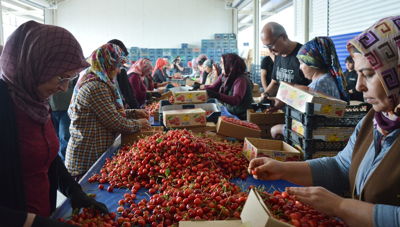 Manisa Tarimda Turkiyenin Parlayan Yildizi Oluyor (2)