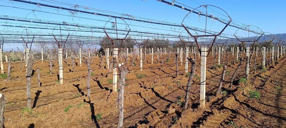 Manisada Uzum Baglari Degisiyor Uretici Yuksek Getirili Ceside Yoneldi (2)