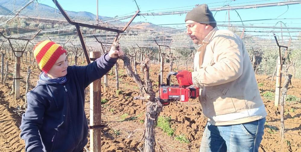 Manisada Uzum Baglari Degisiyor Uretici Yuksek Getirili Ceside Yoneldi (3)