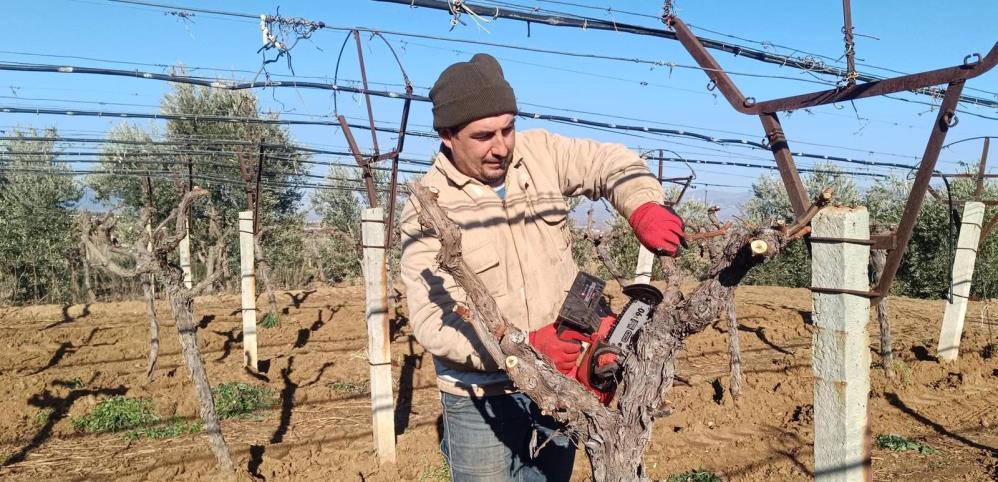 Manisada Uzum Baglari Degisiyor Uretici Yuksek Getirili Ceside Yoneldi (4)