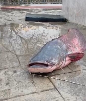 Oltaya Takildi Kimse Inanamadi 30 Kiloluk Dev Balik Acemi Sansi Dedirtti 02