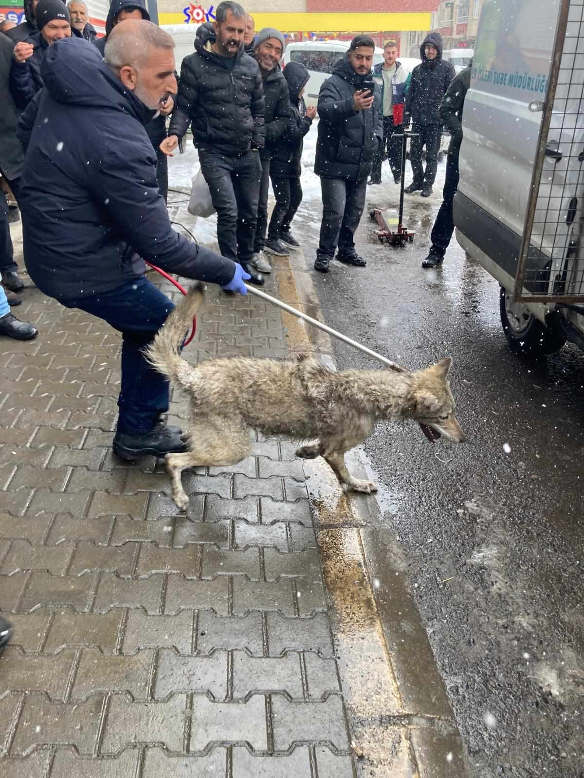 Sabah Mesaisi Boyle Basladi Dukkanin Kapisindan Giren Misafiri Gorenler Donup Kaldi (2)
