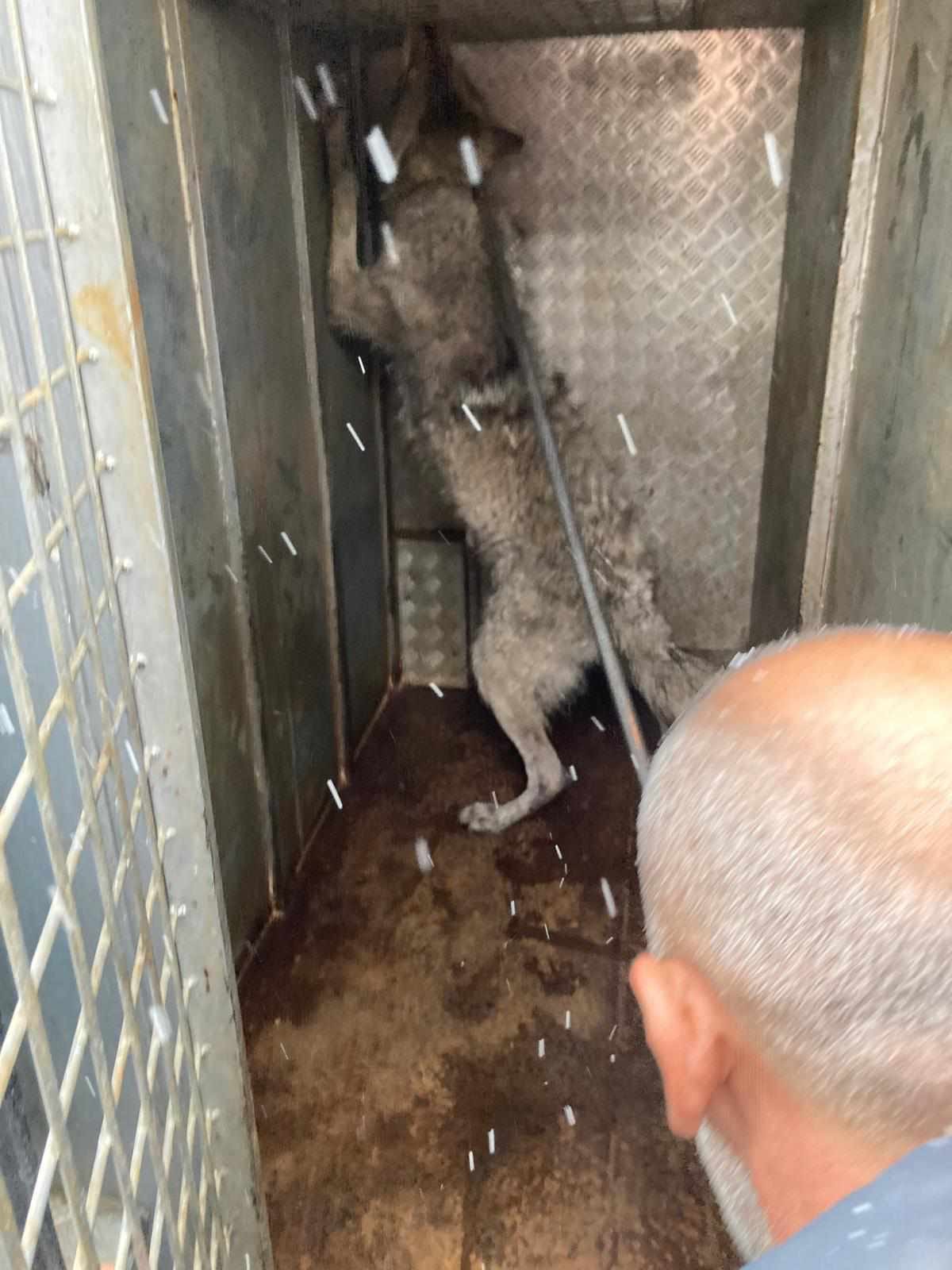 Sabah Mesaisi Boyle Basladi Dukkanin Kapisindan Giren Misafiri Gorenler Donup Kaldi (4)