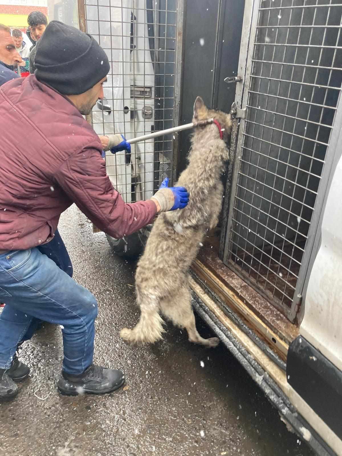Sabah Mesaisi Boyle Basladi Dukkanin Kapisindan Giren Misafiri Gorenler Donup Kaldi (5)
