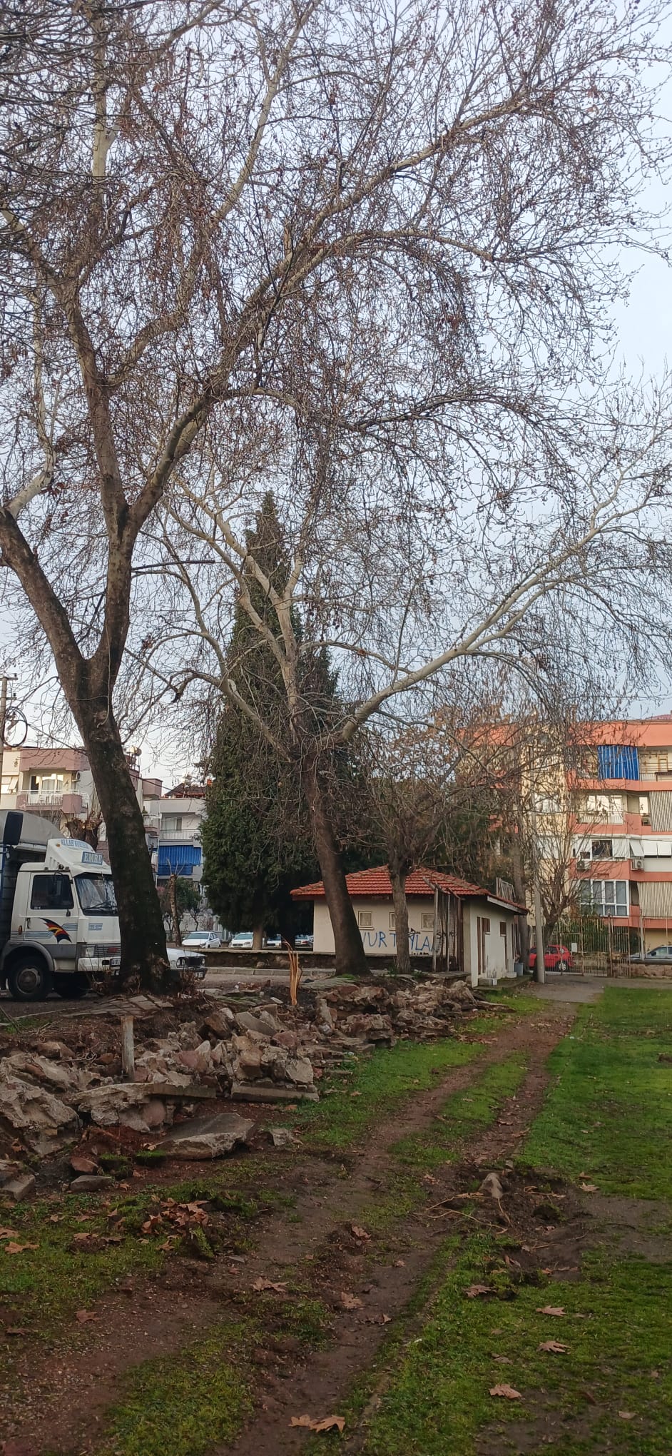 Salihli Ağaç Budanması (1)