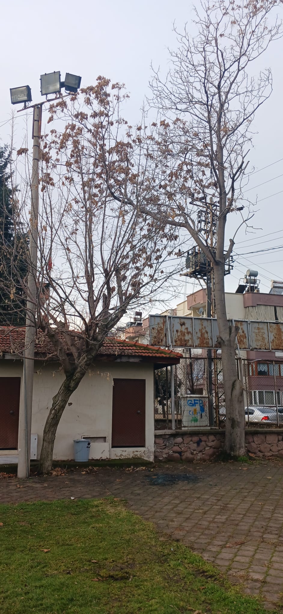 Salihli Ağaç Budanması (2)