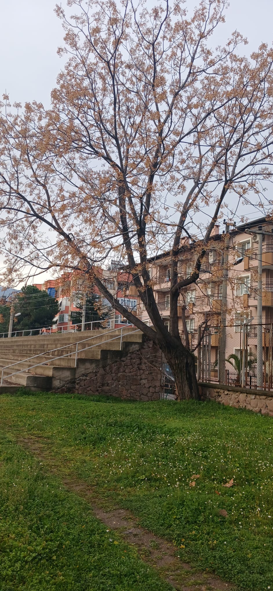 Salihli Ağaç Budanması (5)