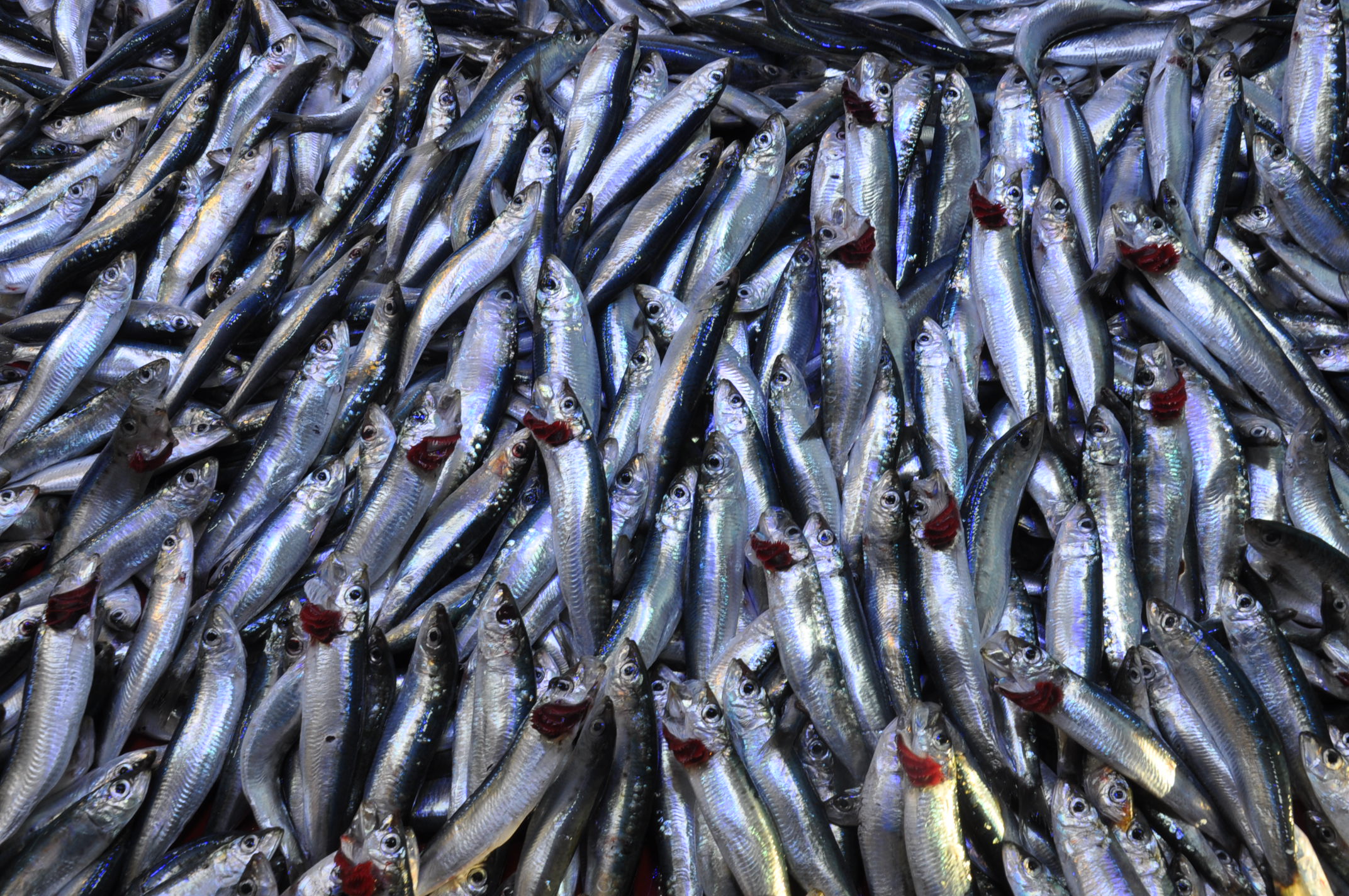 Salihli Carsamba Pazarinda Balik Fiyatlari Pazarin En Pahalisi Karides (11)