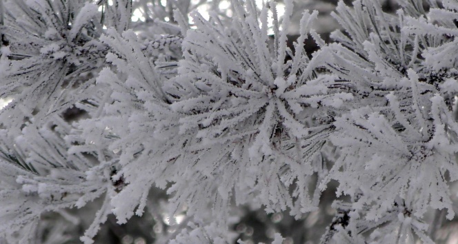 Salihlide Dondurucu Soguklar Etkili Oluyor (2)