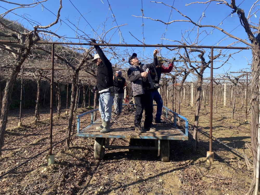 Salihlinin Komsu Ilcesinde Kar Ve Yagmur Ciftciye Umut Oldu (2)