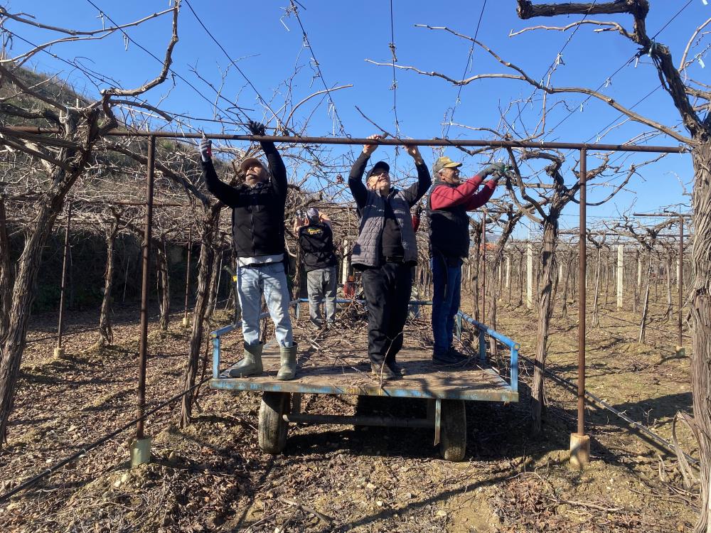 Salihlinin Komsu Ilcesinde Kar Ve Yagmur Ciftciye Umut Oldu (6)