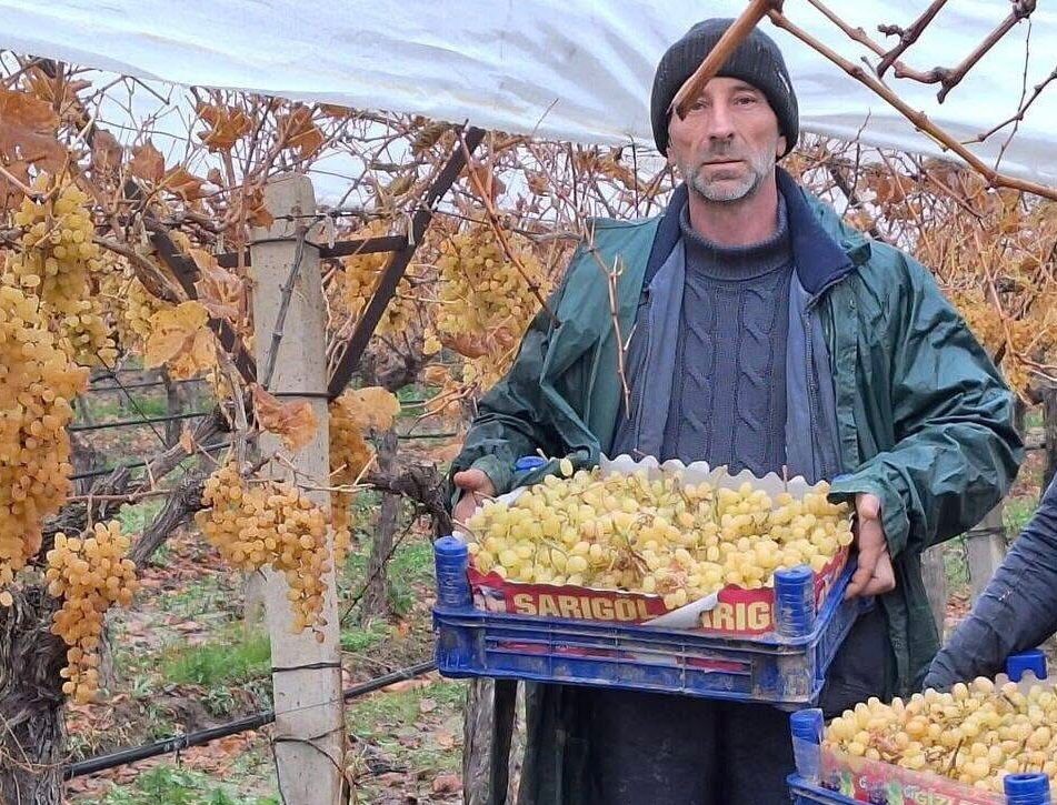 Sarıgöl Üzüm Hasat (1)-1