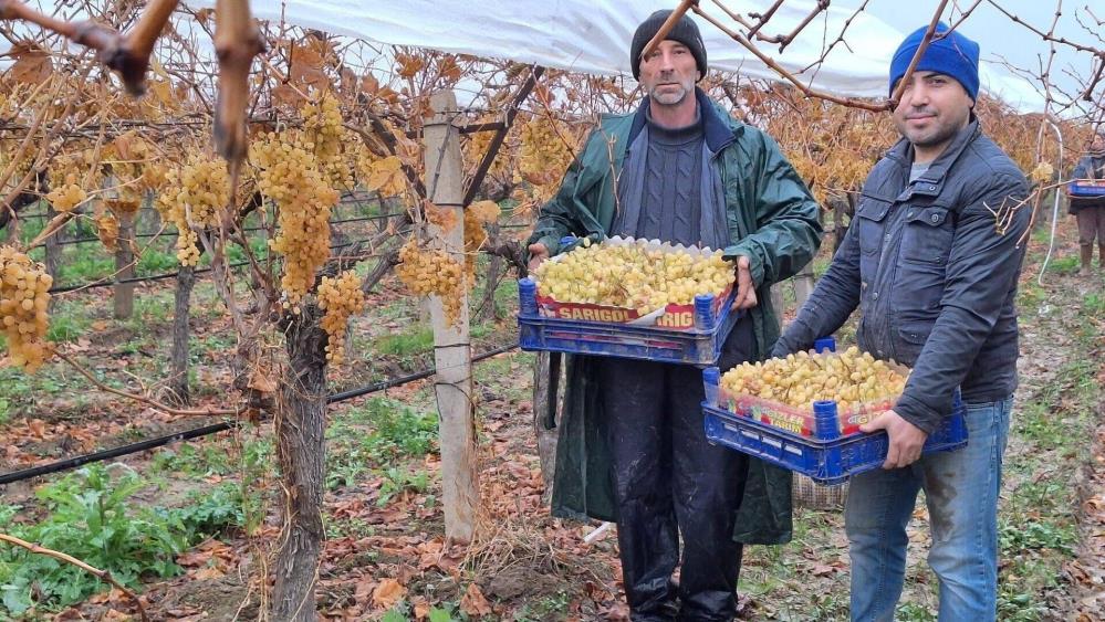 Sarıgöl Üzüm Hasat (2)