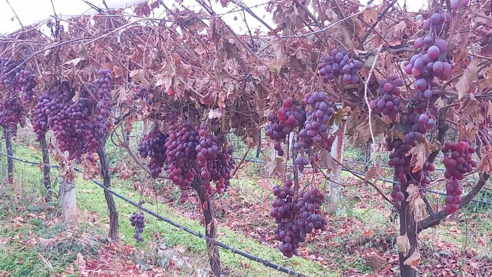 Sarigolde Dalinda Kalan Uzumler Yeni Yilda Hediye Oldu (2)