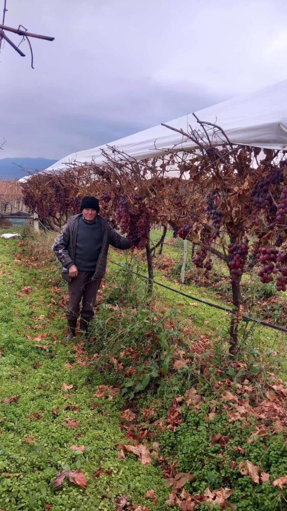 Sarigolde Dalinda Kalan Uzumler Yeni Yilda Hediye Oldu (3)