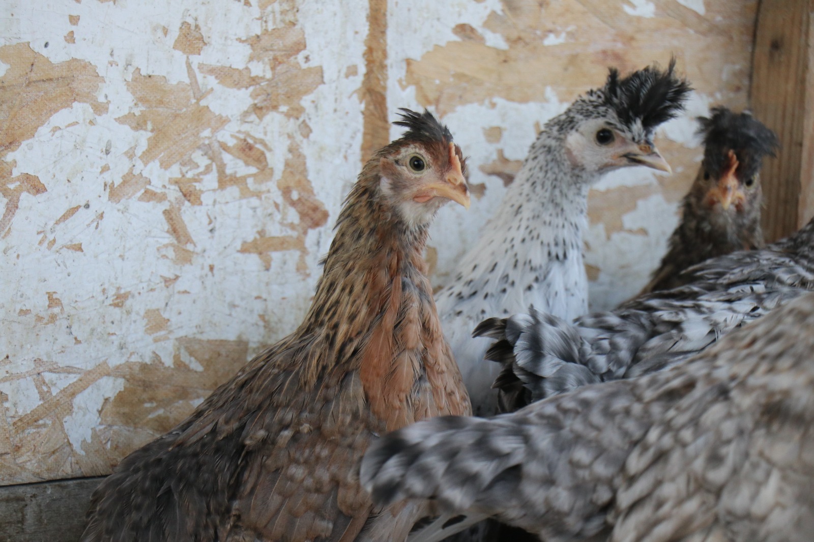 Sosyal Medyada Gorup Hobi Diye Basladi Turkiyede Nadir Olani Uretiyor (2)