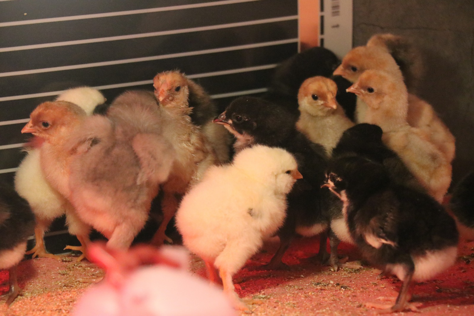 Sosyal Medyada Gorup Hobi Diye Basladi Turkiyede Nadir Olani Uretiyor (3)