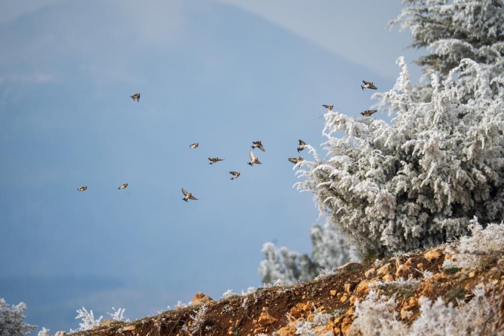 Spil Dagi Milli Parki Buz Kesti (4)