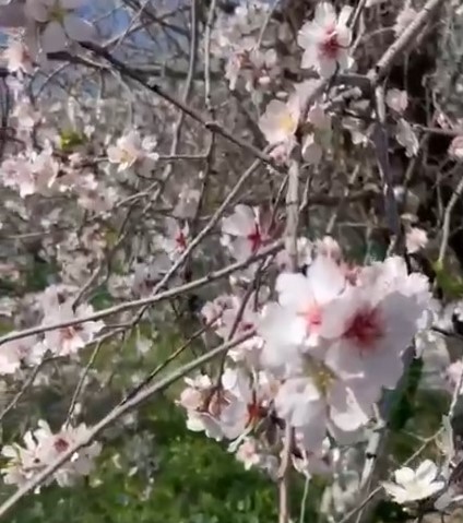 Turkiye Buz Keserken Buraya Bahar Geldi Badem Agaclari Cicek Acti (2)