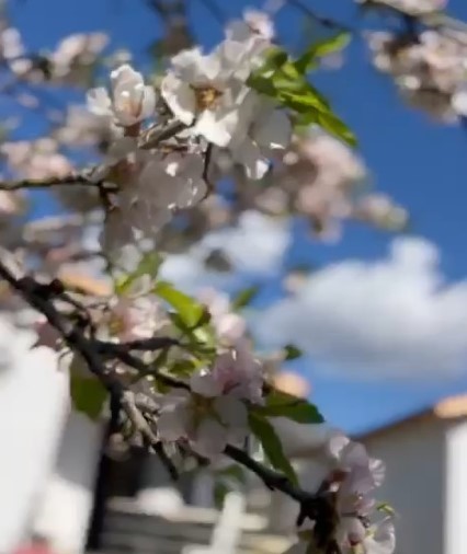 Turkiye Buz Keserken Buraya Bahar Geldi Badem Agaclari Cicek Acti (3)