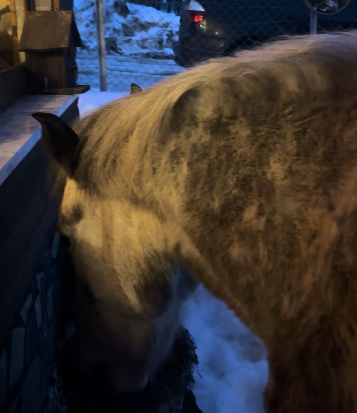 Vahsi Dogadan Evin Esigine Gecen Gun Sizi Doyurmadim Mi Diyerek Boyle Karsiladi (3)