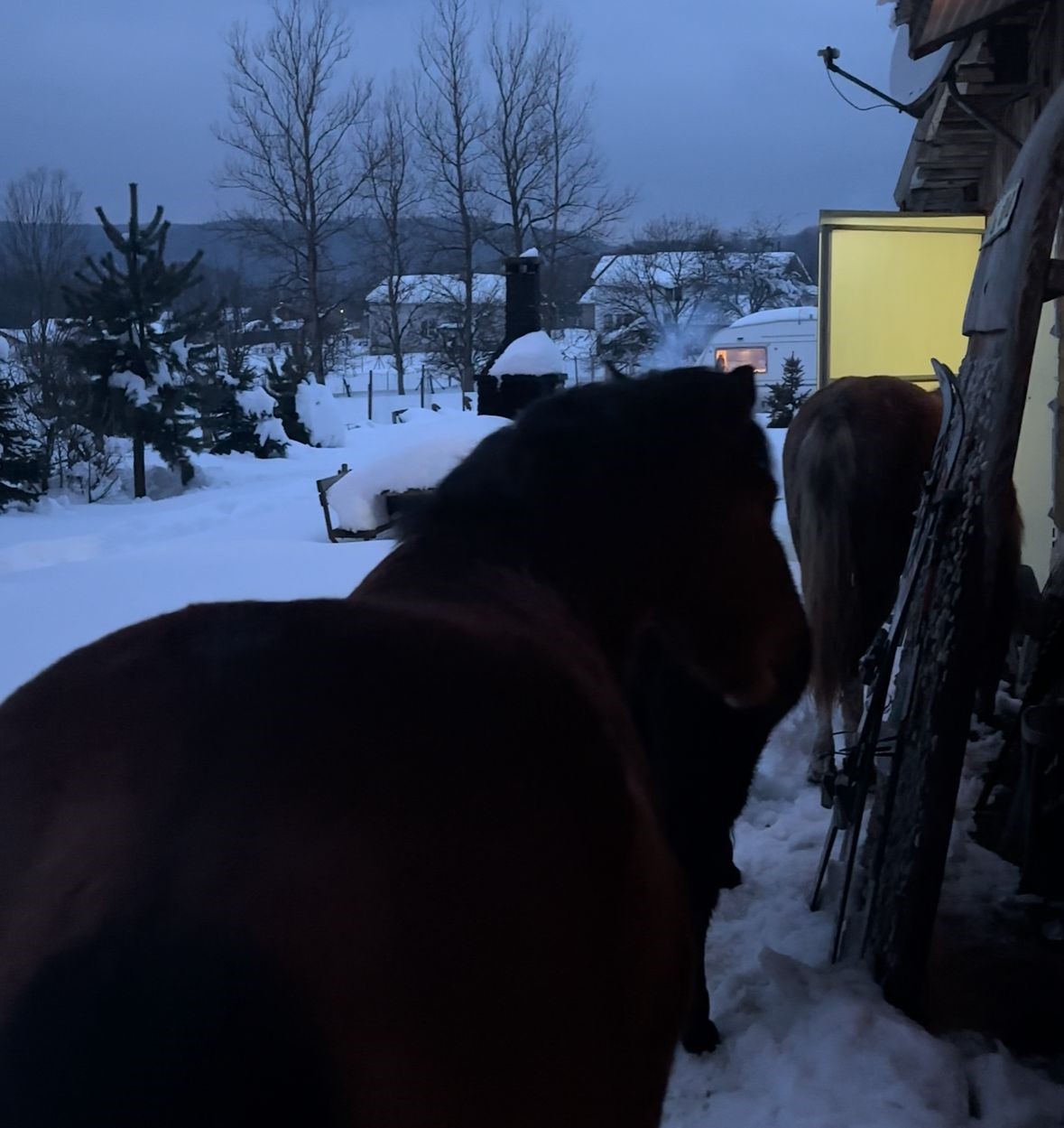 Vahsi Dogadan Evin Esigine Gecen Gun Sizi Doyurmadim Mi Diyerek Boyle Karsiladi (4)