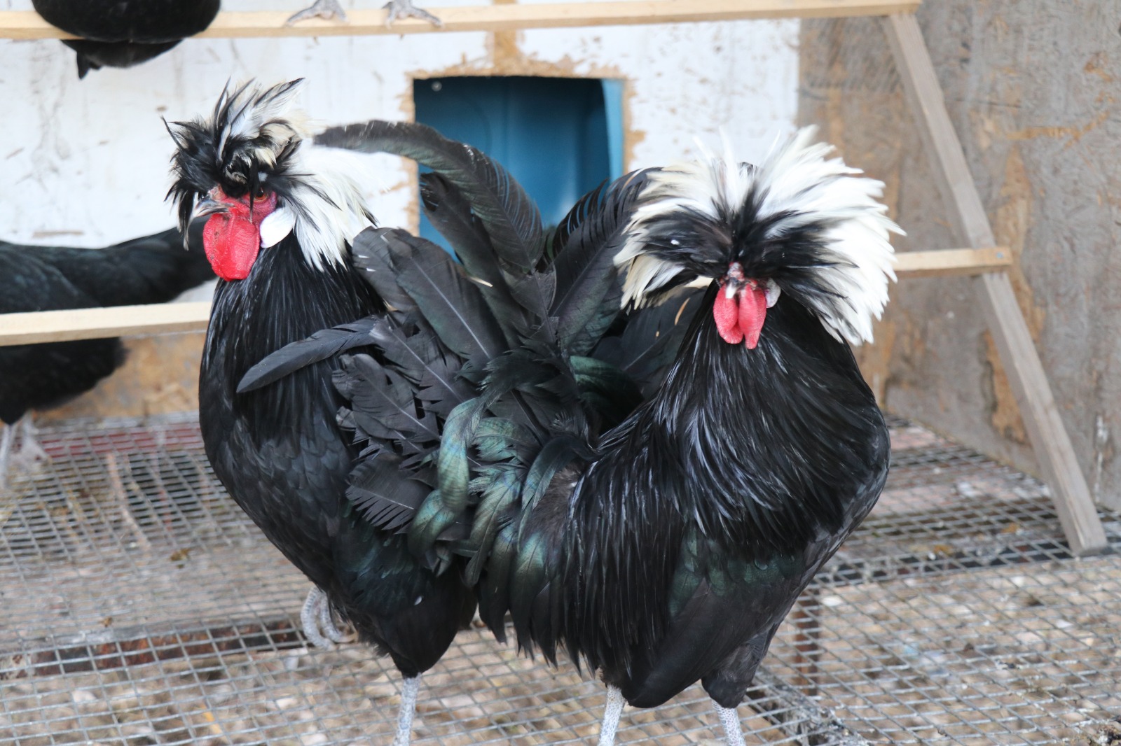 Whatsapp Image 2026 01 21 At 15.30.13