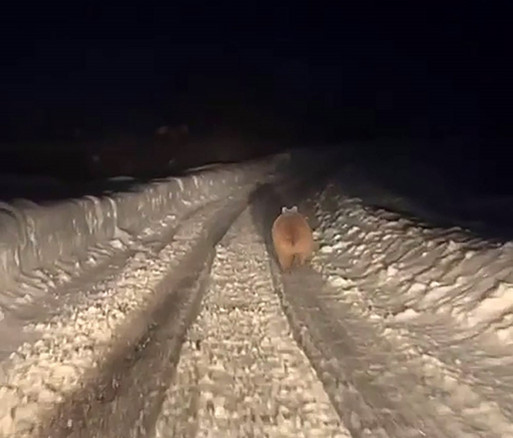 Yolun Ortasinda Karsisina Cikti Asiri Kilosuyla Dikkat Ceken Boz Ayi Kamerada (2)