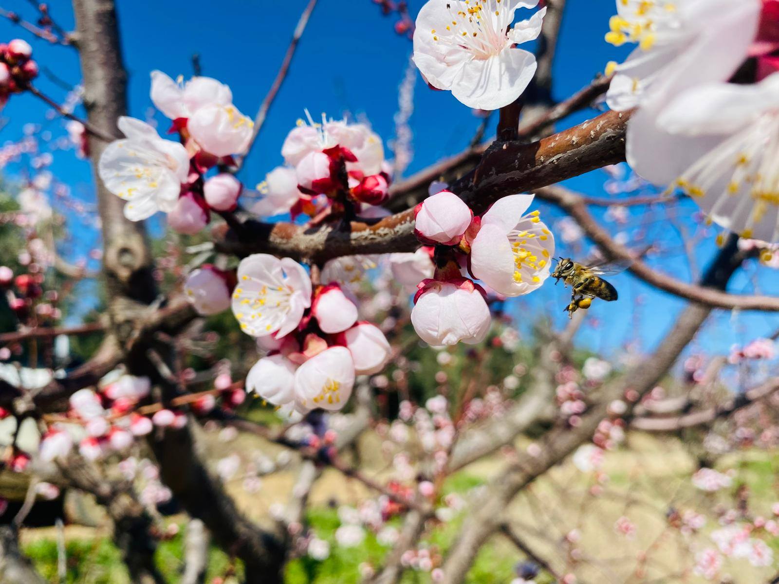 638424850 1349545220523696 7975187462729093805 N