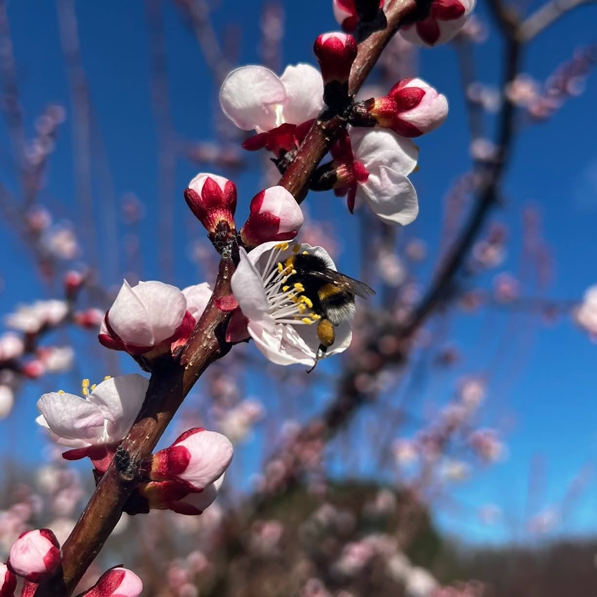 638488292 1349545427190342 844009577533373270 N