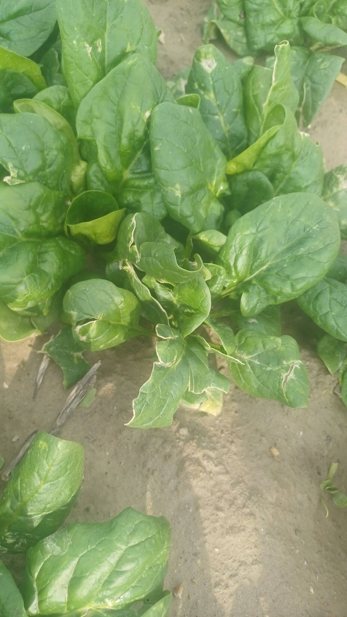 642867025 2690547614677336 2578675345493126537 N