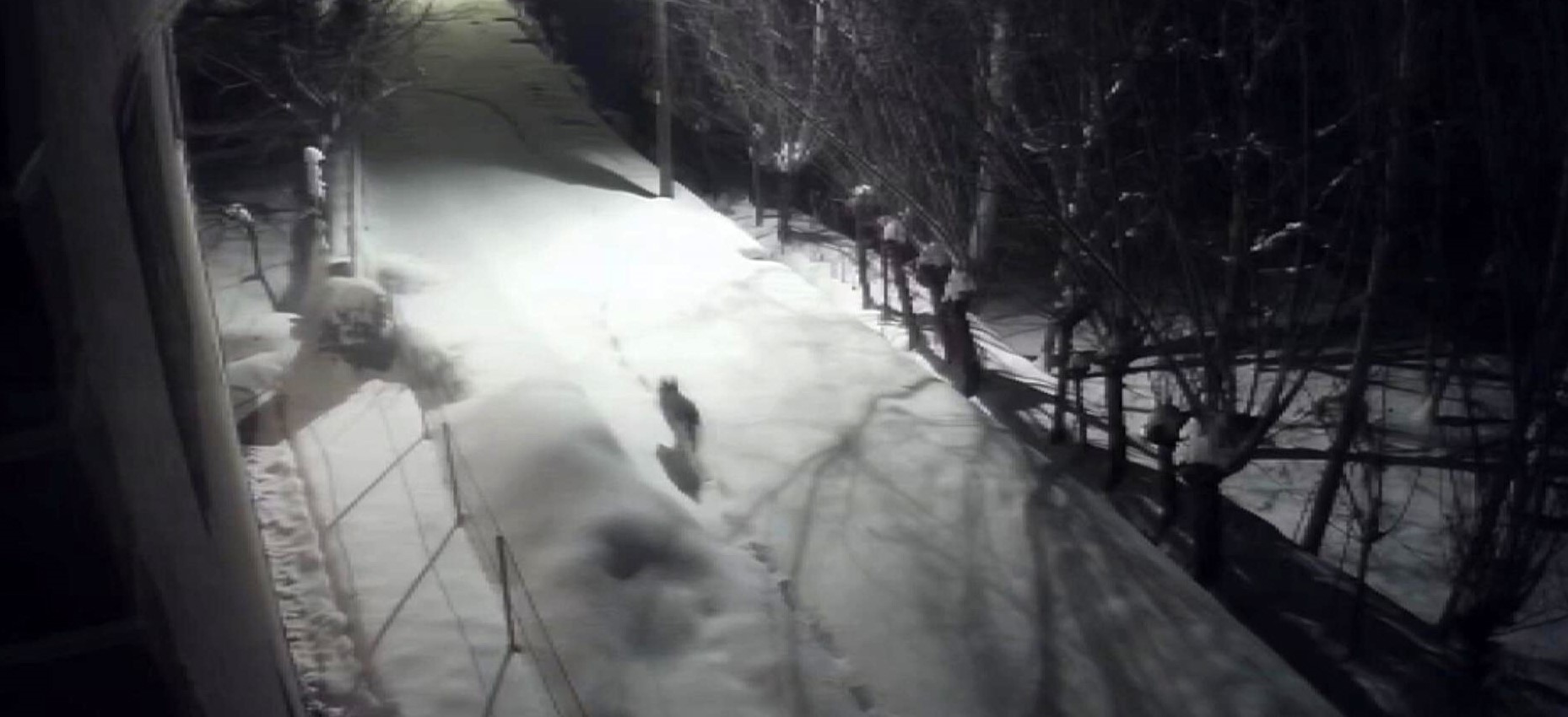 Ac Kalan Kurtlar Bir Anda Mahalleye Daldi Aksamlari Disari Cikmaya Korkuyoruz (2)