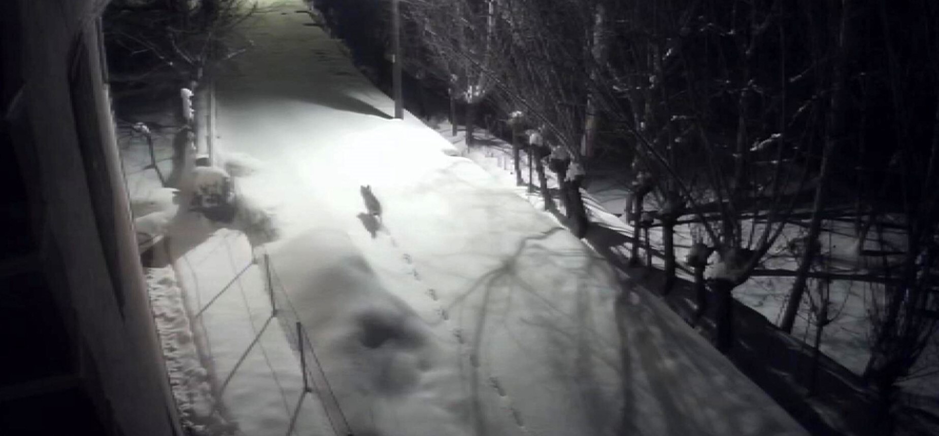 Ac Kalan Kurtlar Bir Anda Mahalleye Daldi Aksamlari Disari Cikmaya Korkuyoruz (3)