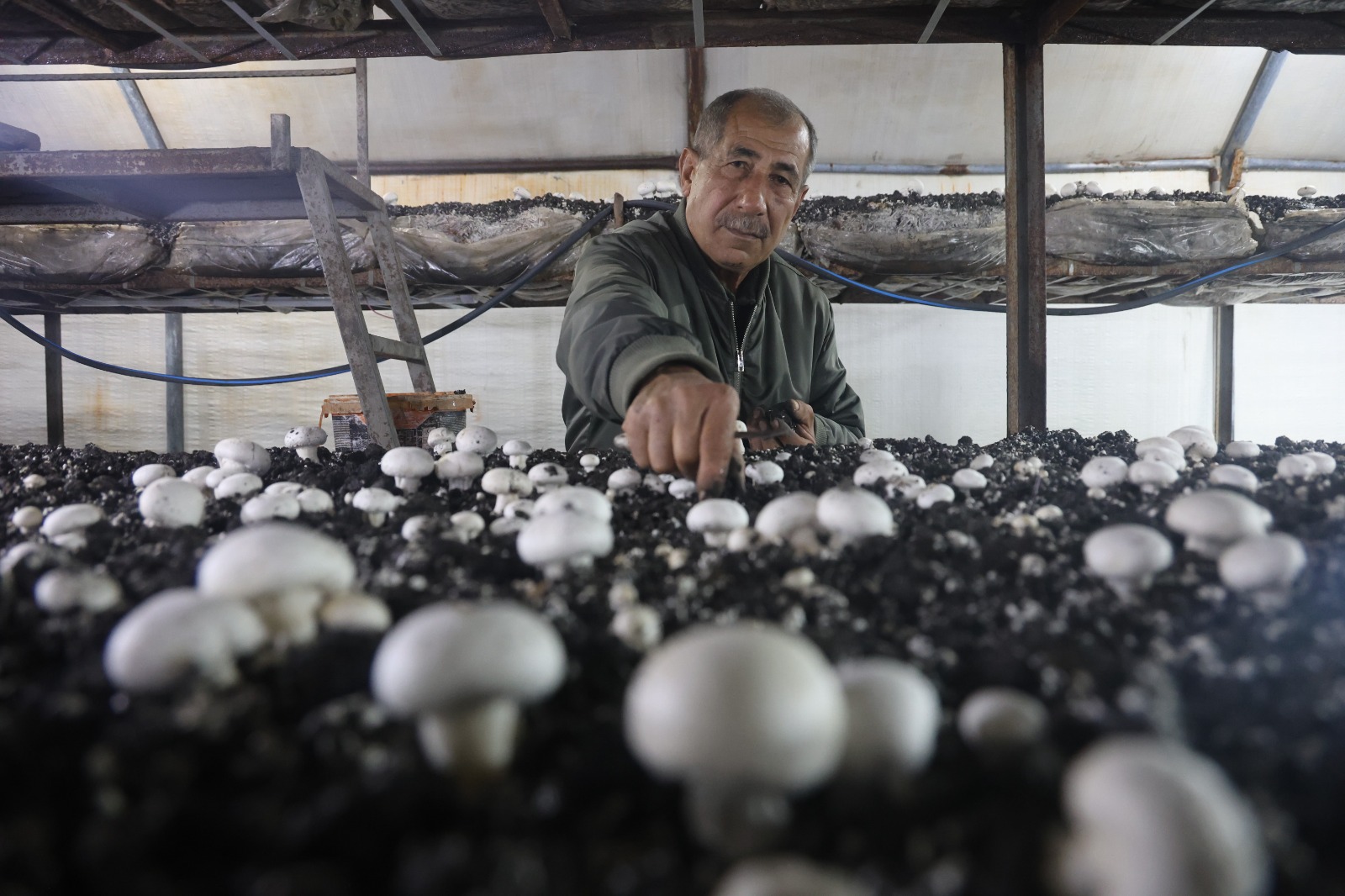 Ahırda Başladı, Çadırlara Taştı 77 Yaşında Üretim Başarısı (1)-2