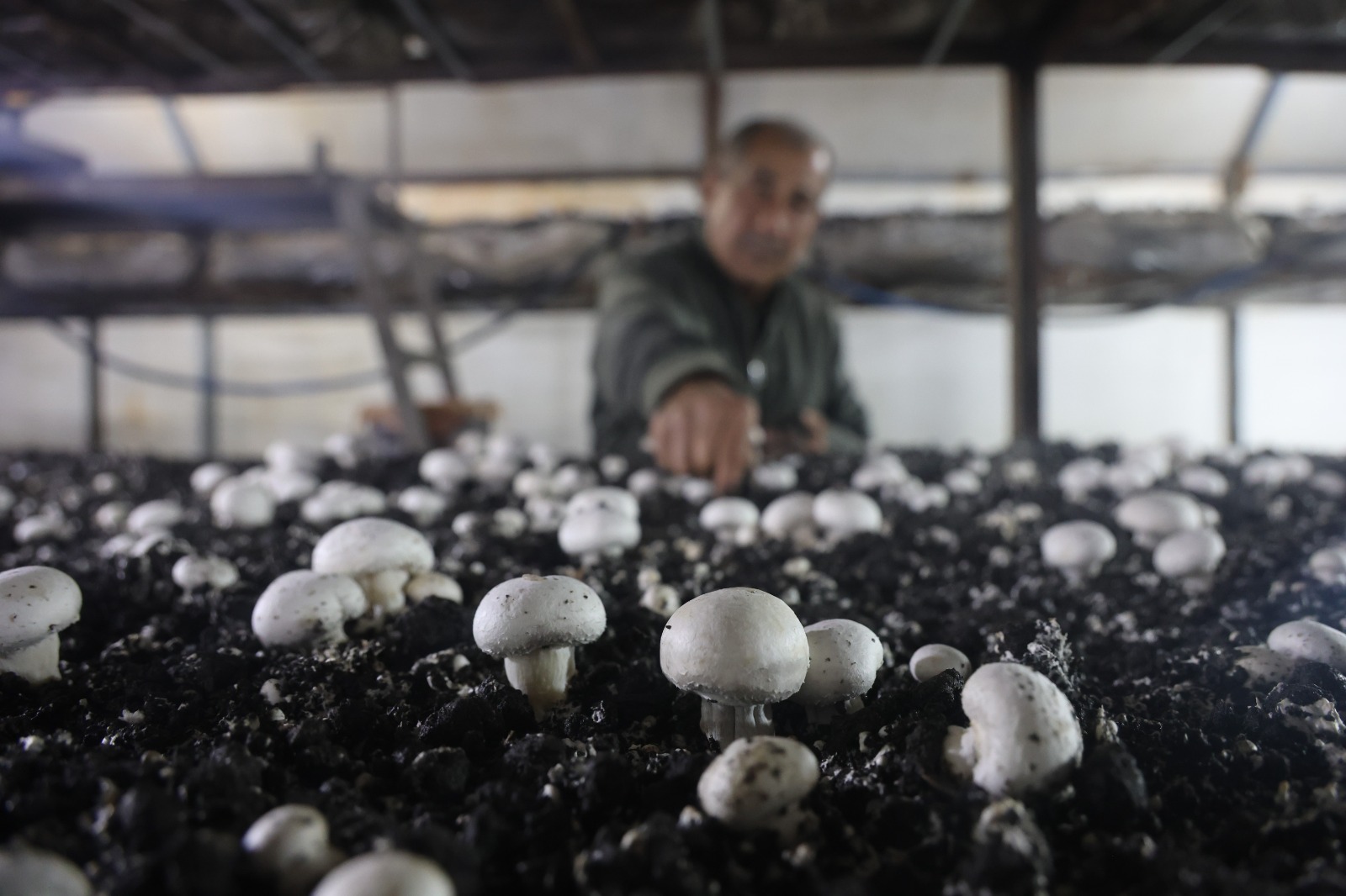 Ahırda Başladı, Çadırlara Taştı 77 Yaşında Üretim Başarısı (2)