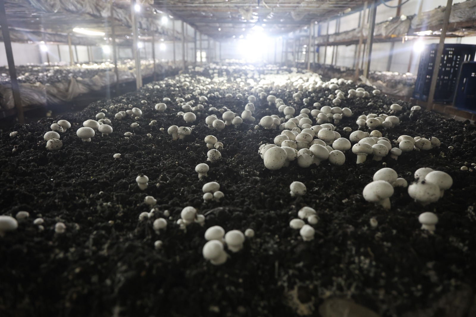 Ahırda Başladı, Çadırlara Taştı 77 Yaşında Üretim Başarısı (5)