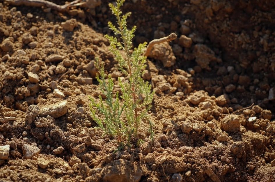 Akhisardaki Yangin Alanlari Yeniden Yeseriyor (4)