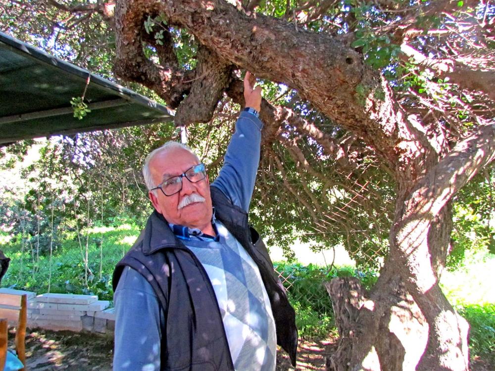 Alacatida 70 Yillik Sakiz Hafizasi Gun Yuzune Cikti Anilar Emek Ve Recine Kokusu (2)