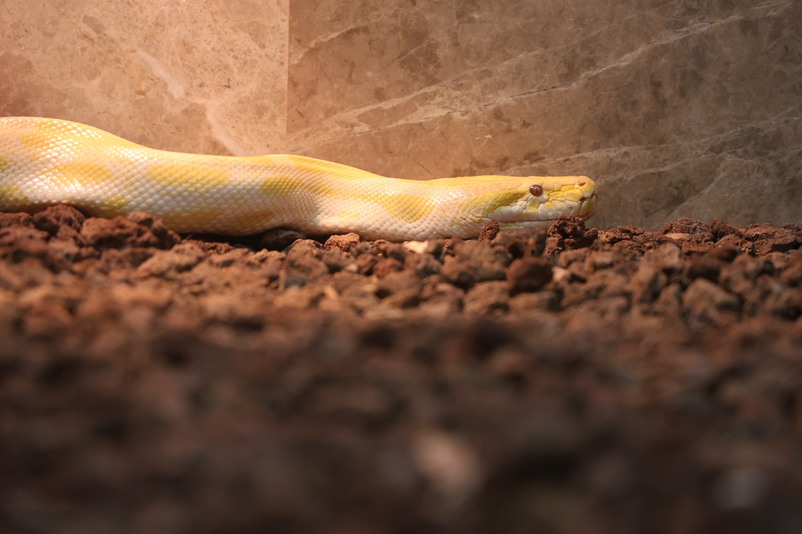 Avmden Piton Cikti Ekipler Harekete Gecti (1) A