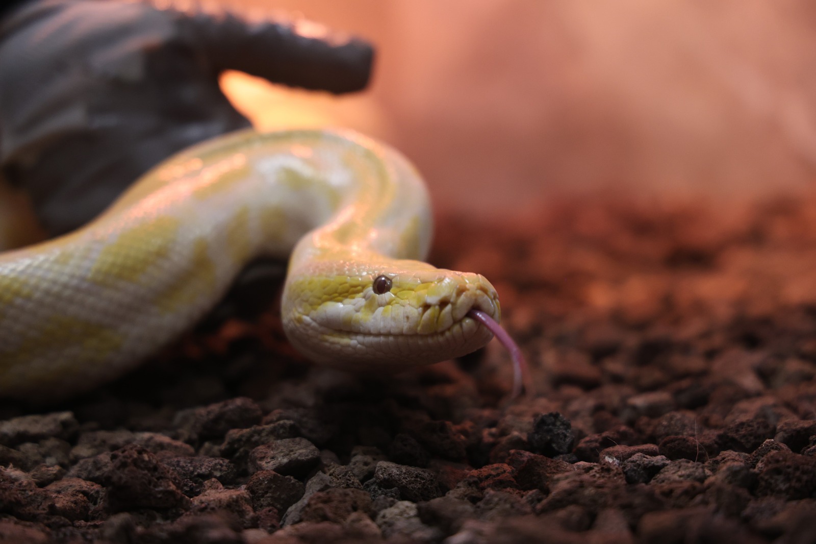 Avmden Piton Cikti Ekipler Harekete Gecti (1 Aa)