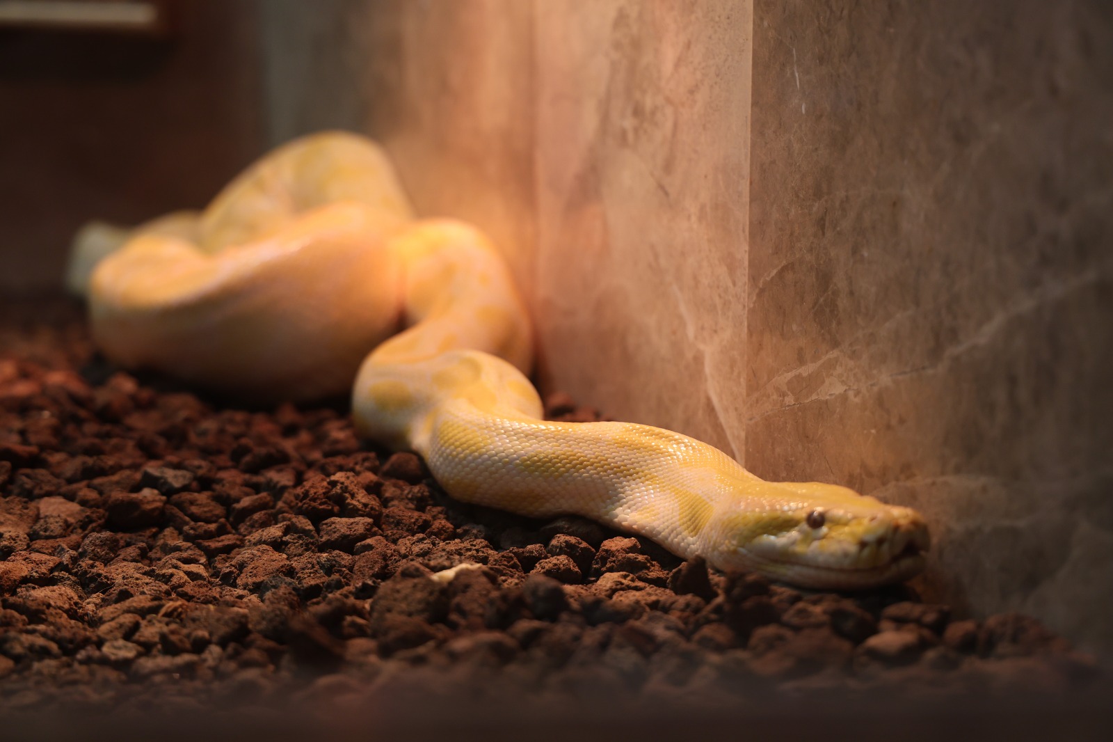 Avmden Piton Cikti Ekipler Harekete Gecti (1) S